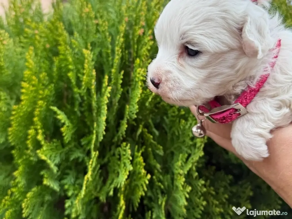 bichon frise talie mică 