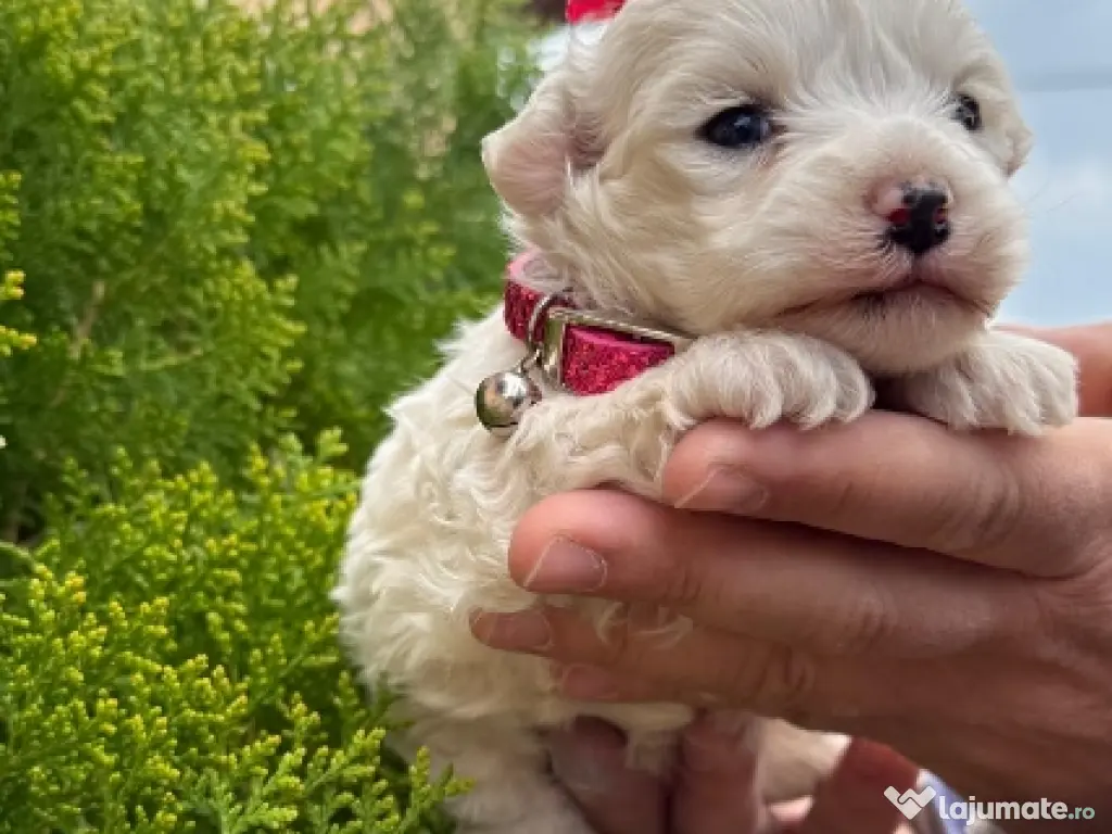 bichon frise talie mică 