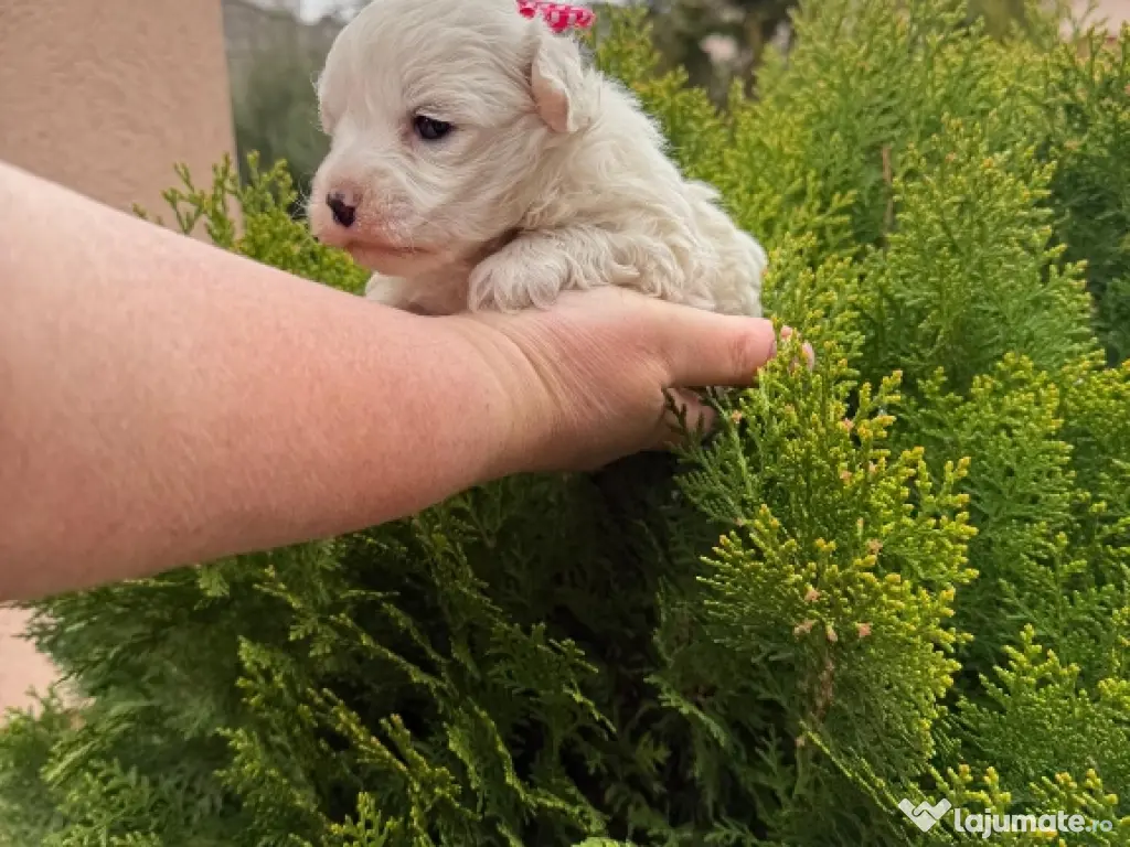 bichon frise talie mică 