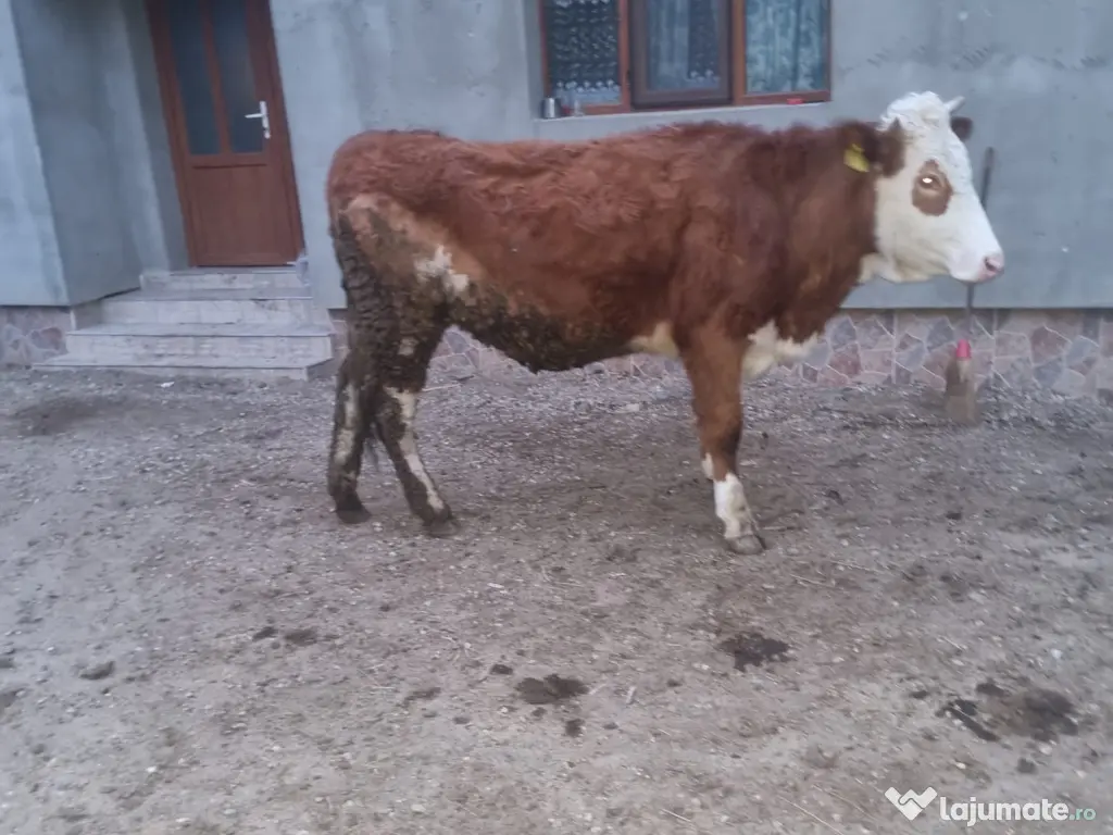 Vand juninca de 2 ani