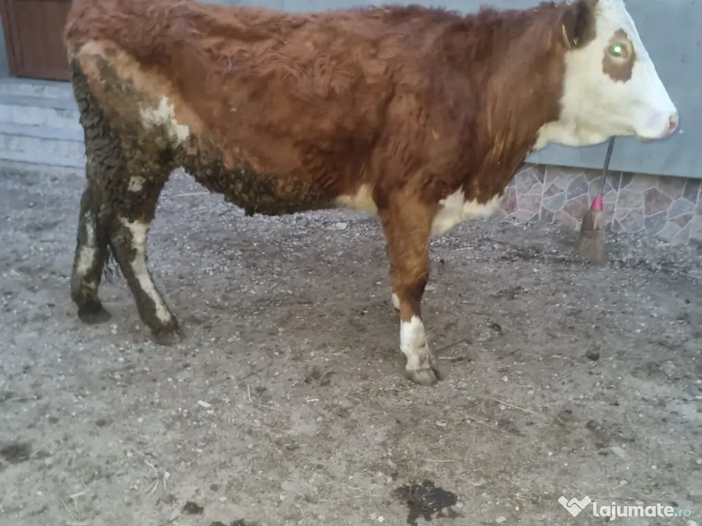 Vand juninca de 2 ani