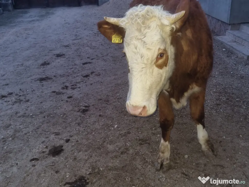 Vand juninca de 2 ani