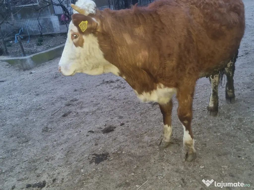 Vand juninca de 2 ani