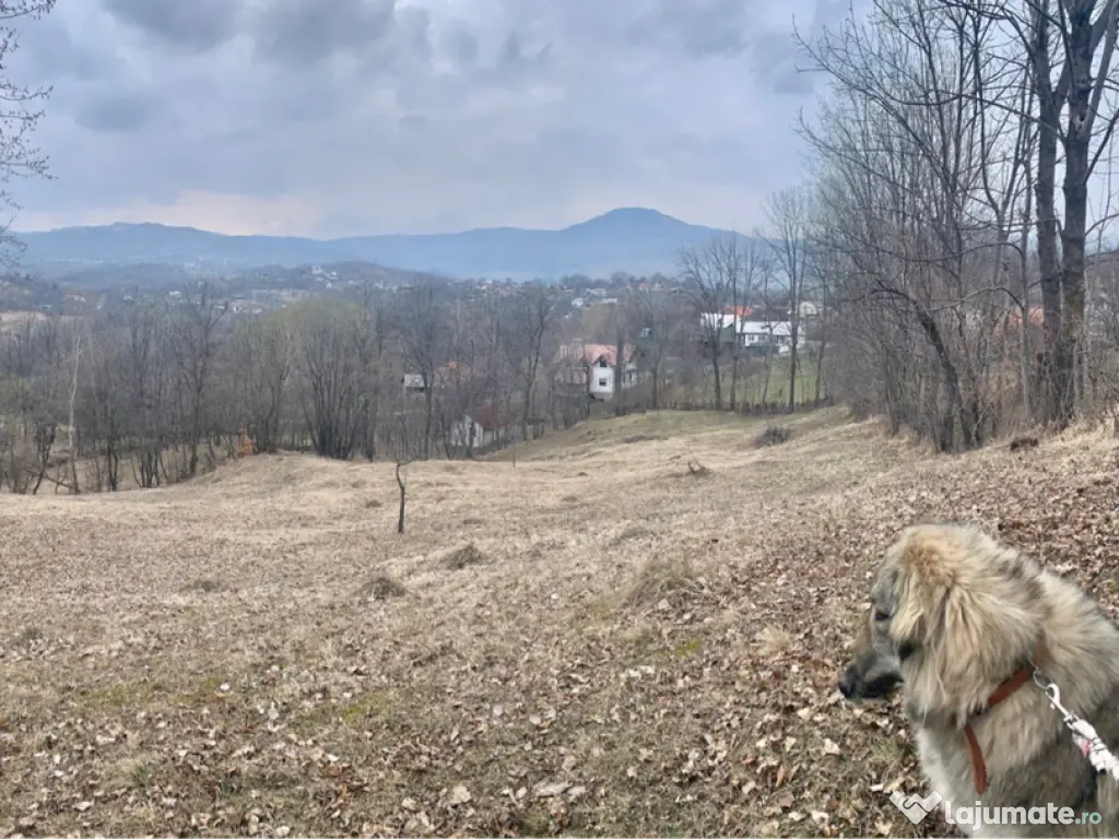 Teren intravilan com.Talea 