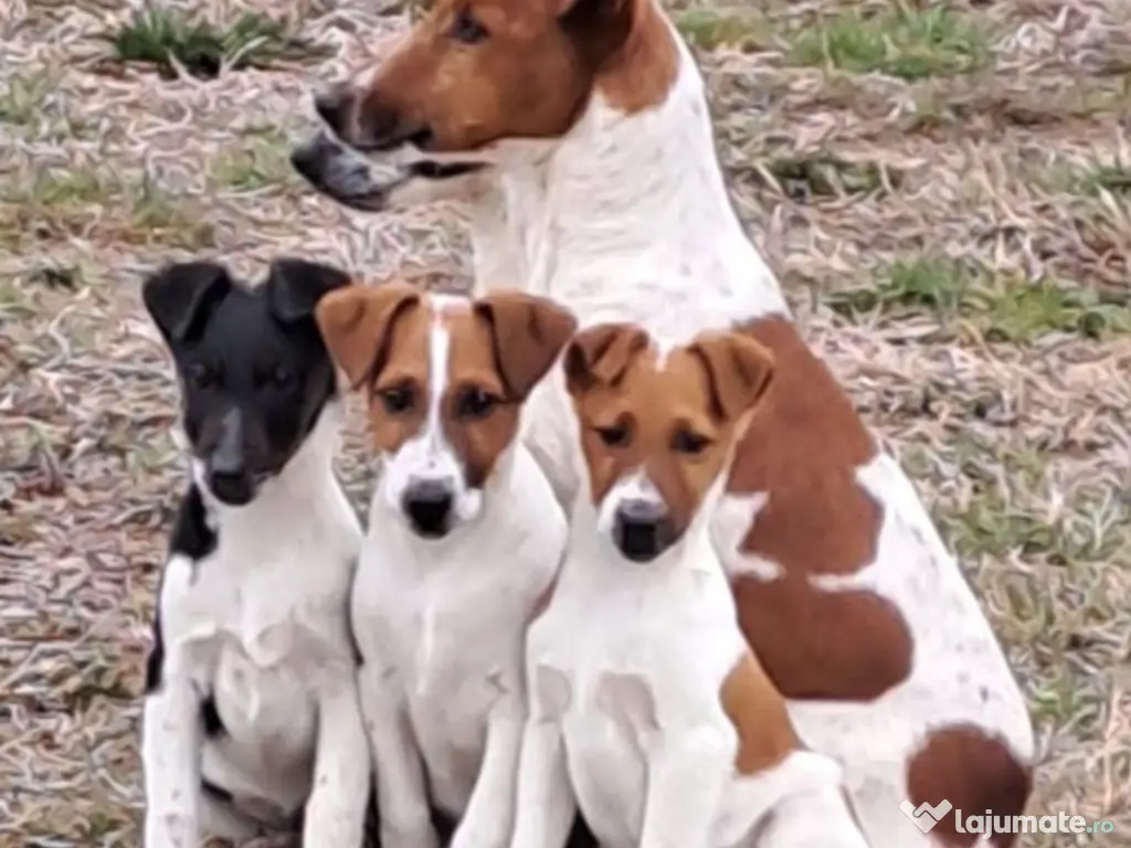 Foxterrier Fox terrier par neted 