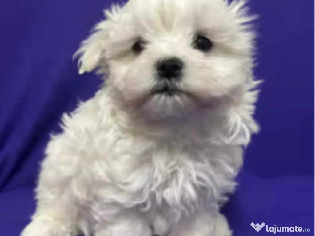 Bichon maltez alb 9 saptamani 