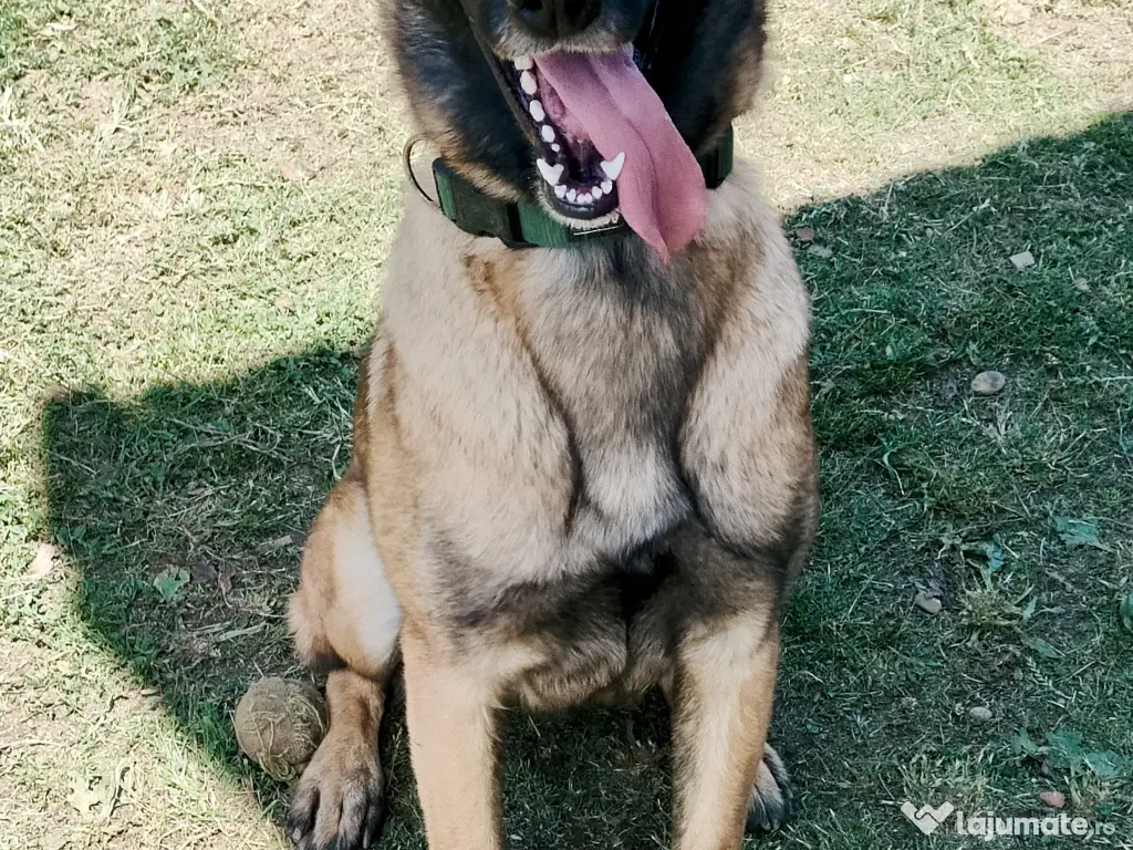 Vand Pui de Ciobanesc Belgian Malinois