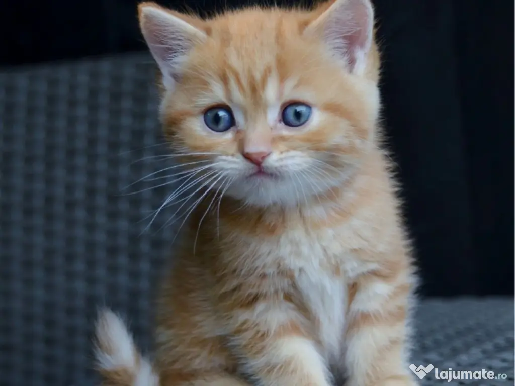 British shorthair puiuți