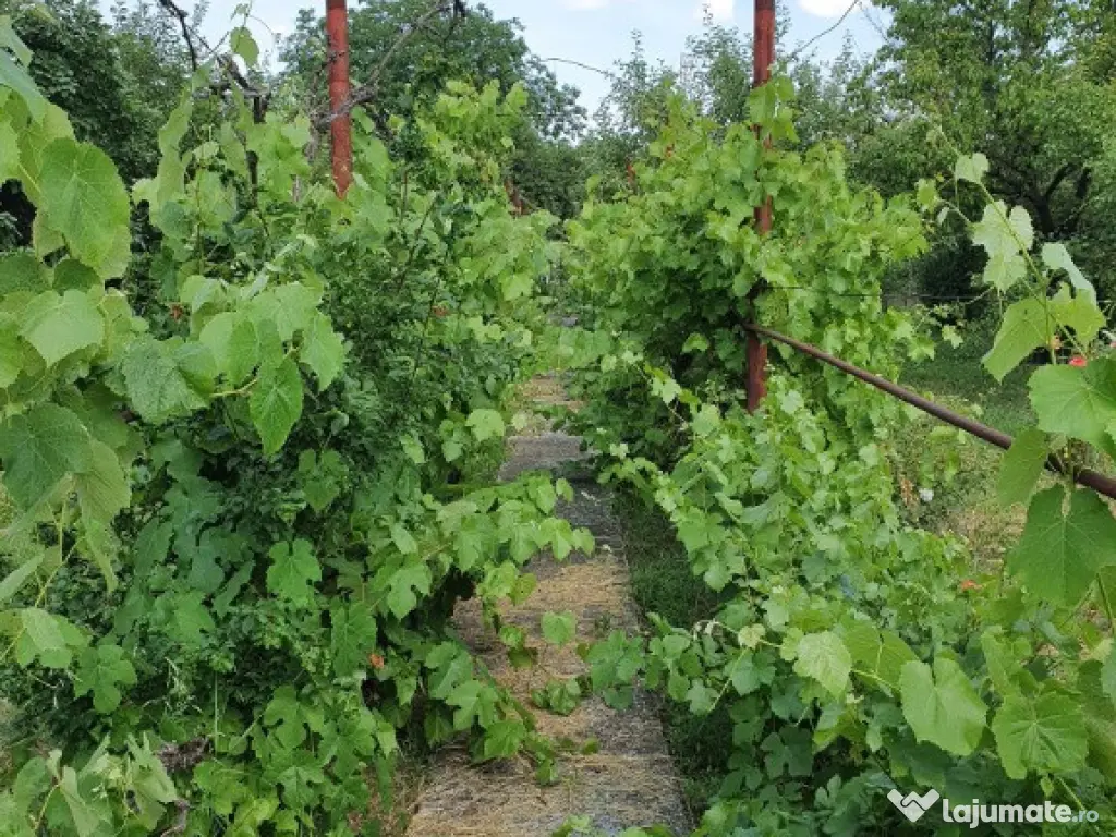 Vila 10 camere Aradul Nou 1635 