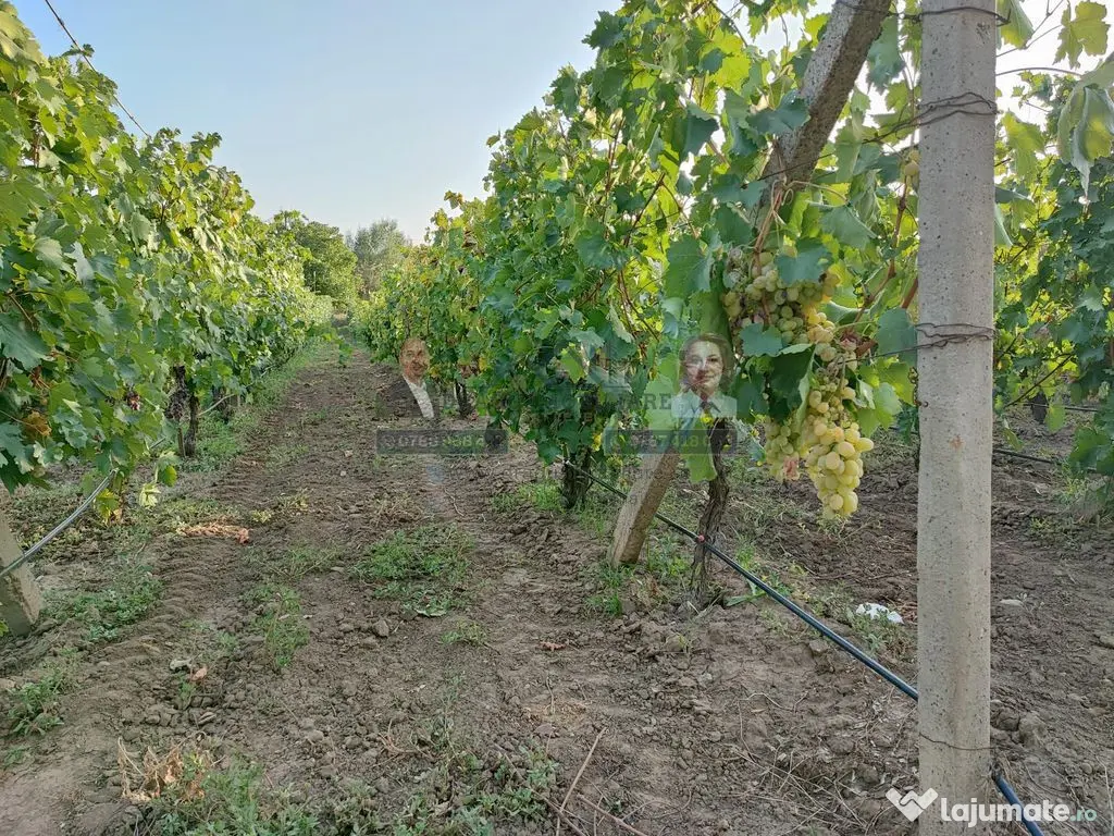 Teren intravilan Tecuci/Podgorie si Pomi Fructiferi/5000 mp