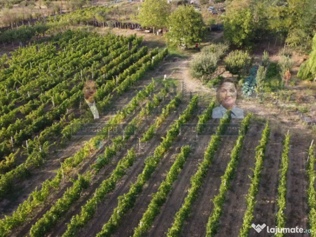 Teren intravilan Tecuci/Podgorie si Pomi Fructiferi/5000 mp