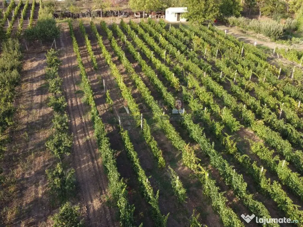 Teren intravilan Tecuci/Podgorie si Pomi Fructiferi/5000 mp