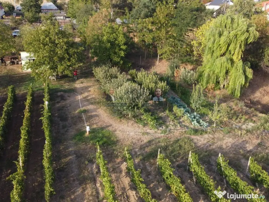 Teren intravilan Tecuci/Podgorie si Pomi Fructiferi/5000 mp