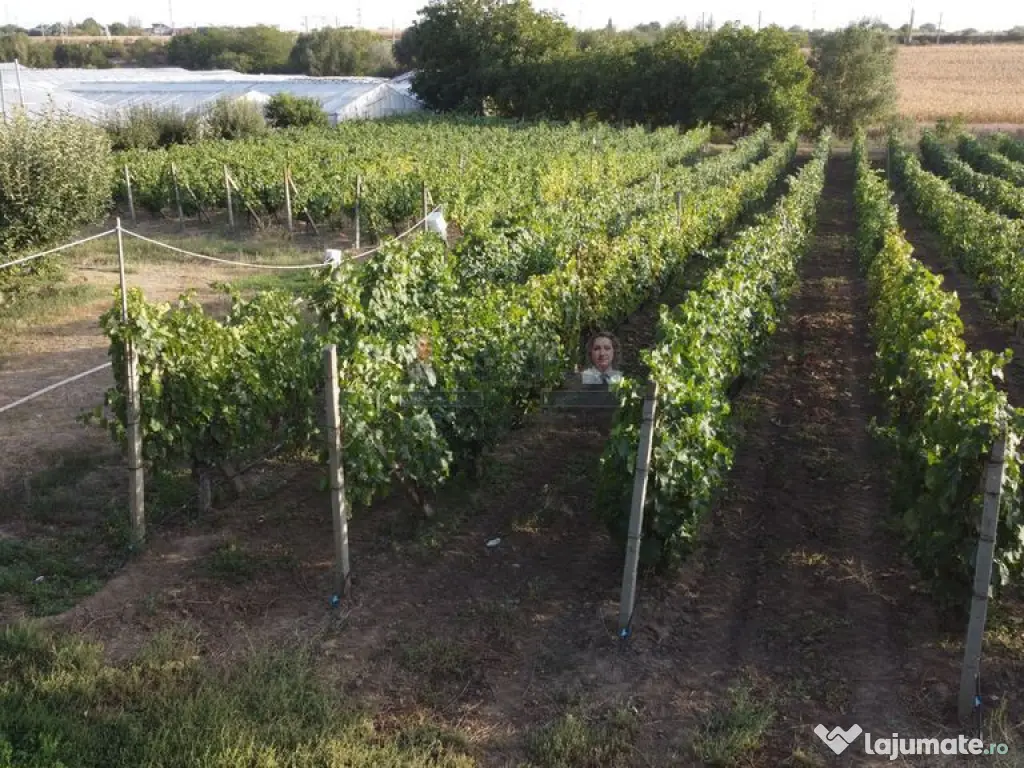 Teren intravilan Tecuci/Podgorie si Pomi Fructiferi/5000 mp