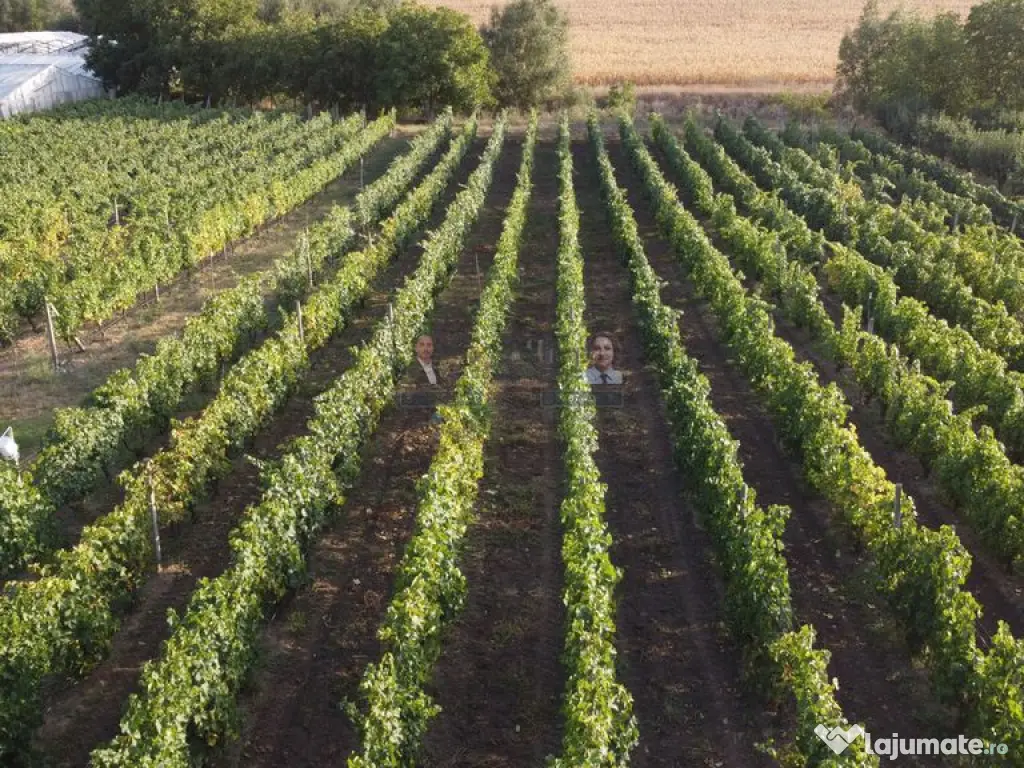 Teren intravilan Tecuci/Podgorie si Pomi Fructiferi/5000 mp