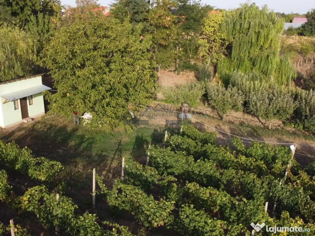 Teren intravilan Tecuci/Podgorie si Pomi Fructiferi/5000 mp