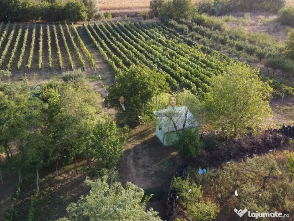 Teren intravilan Tecuci/Podgorie si Pomi Fructiferi/5000 mp