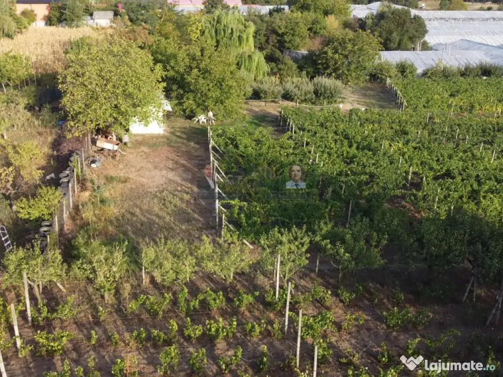 Teren intravilan Tecuci/Podgorie si Pomi Fructiferi/5000 mp