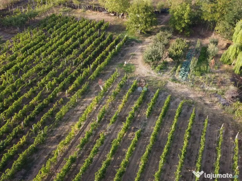 Teren intravilan Tecuci/Podgorie si Pomi Fructiferi/5000 mp