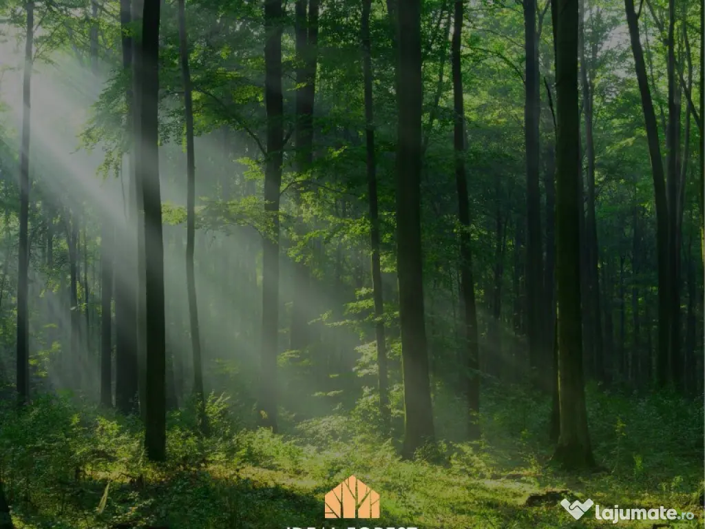 Vand lot teren amplasat la padurea Snagov, promotie 