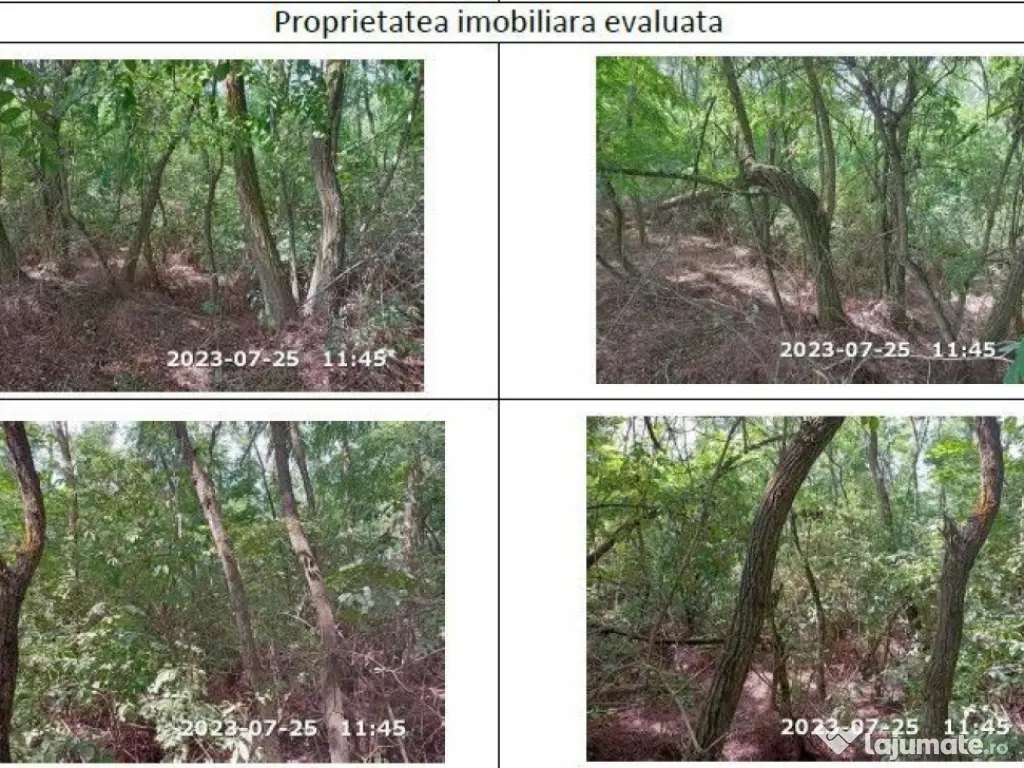Teren extravilan padure, cota parte de 1/48 Horgesti, ID:... 
