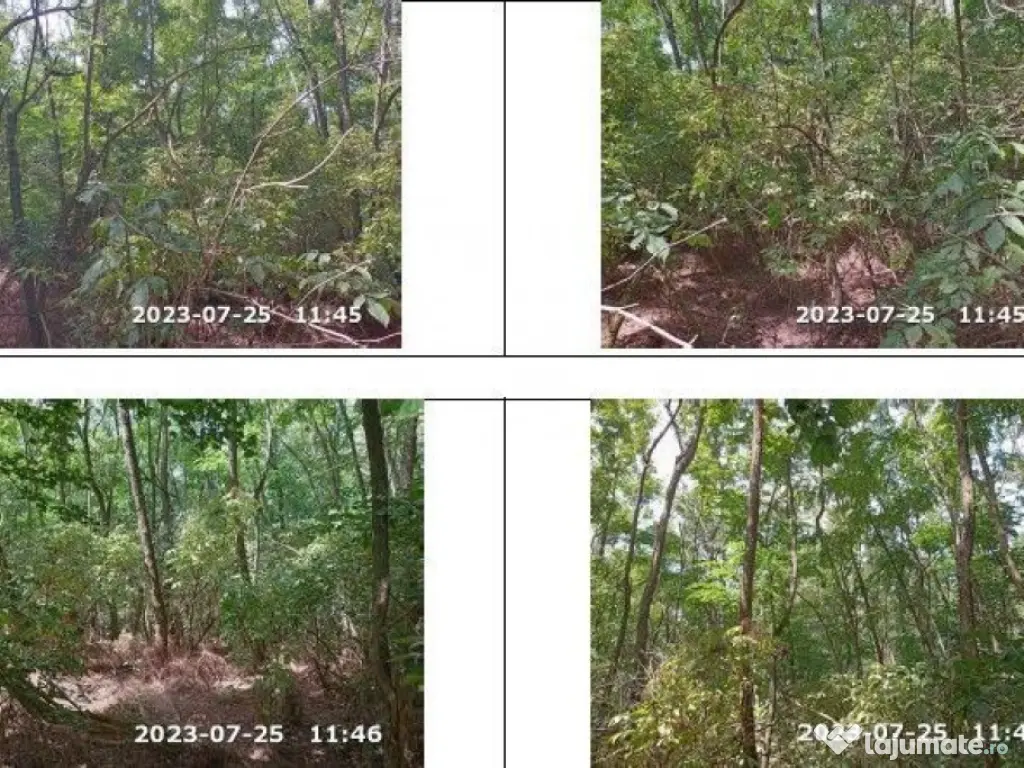 Teren extravilan padure, cota parte de 1/48 Horgesti, ID:... 