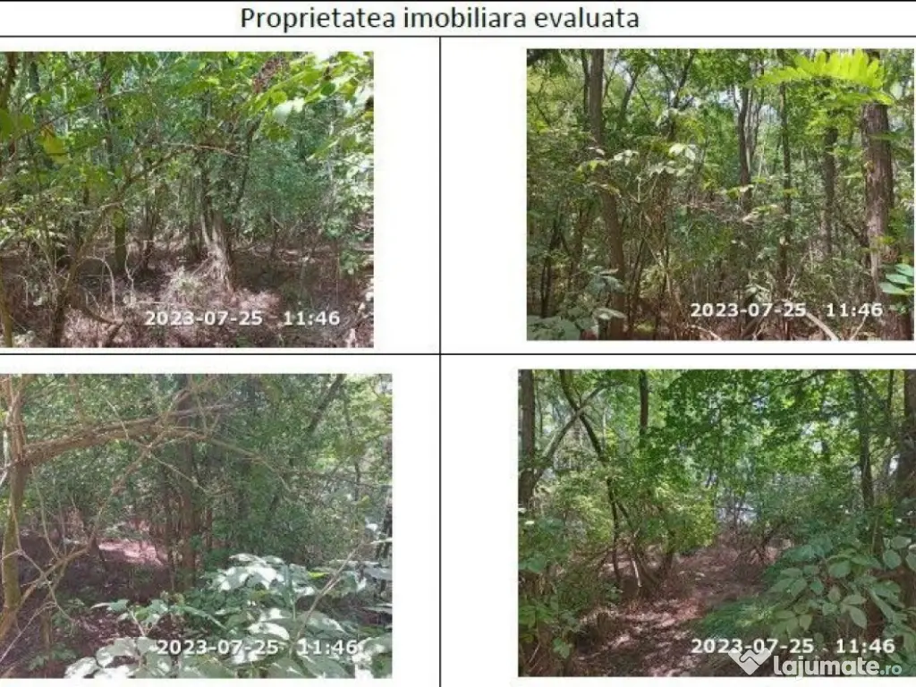 Teren extravilan padure, cota parte de 1/48 Horgesti, ID:... 