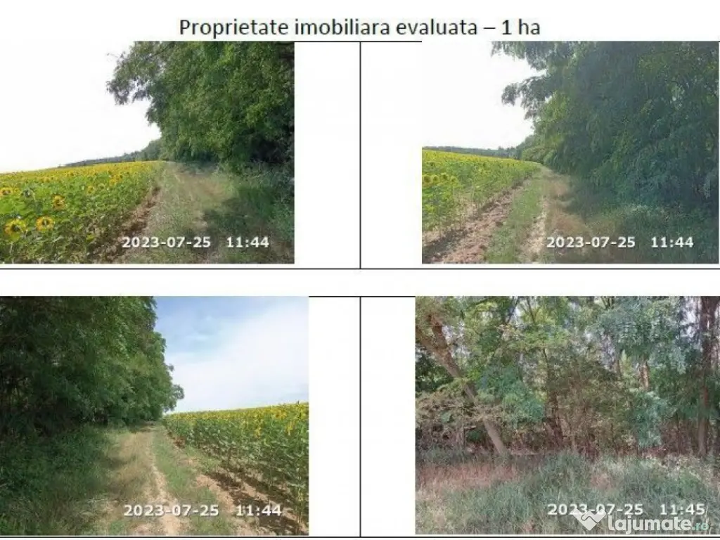 Teren extravilan padure, cota parte de 1/48 Horgesti, ID:... 