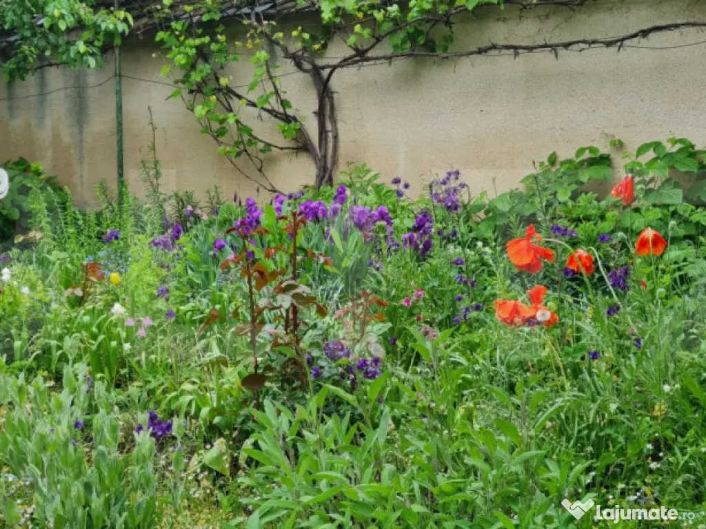Oportunitate! Casa Bod pe un singur nivel, teren 980 mp pivn