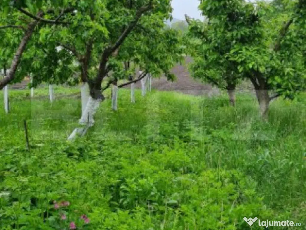 Oportunitate! Casa Bod pe un singur nivel, teren 980 mp pivn