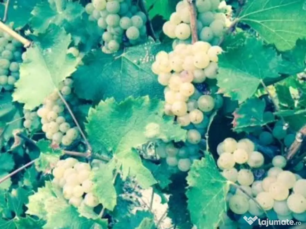 Conac boieresc + teren de 53.000 mp cu vita de vie 