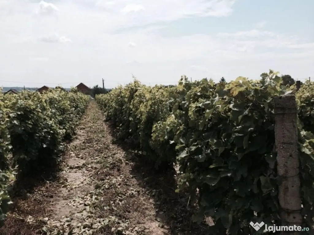 Conac boieresc + teren de 53.000 mp cu vita de vie 