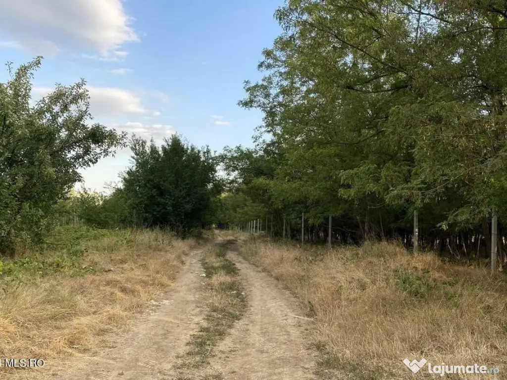 Corbeanca - Tamasi, intravilan, 16562 mp, deschidere 93 m... 