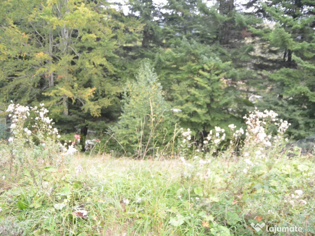 Busteni-Teren de vanzare cu o panorama superba 