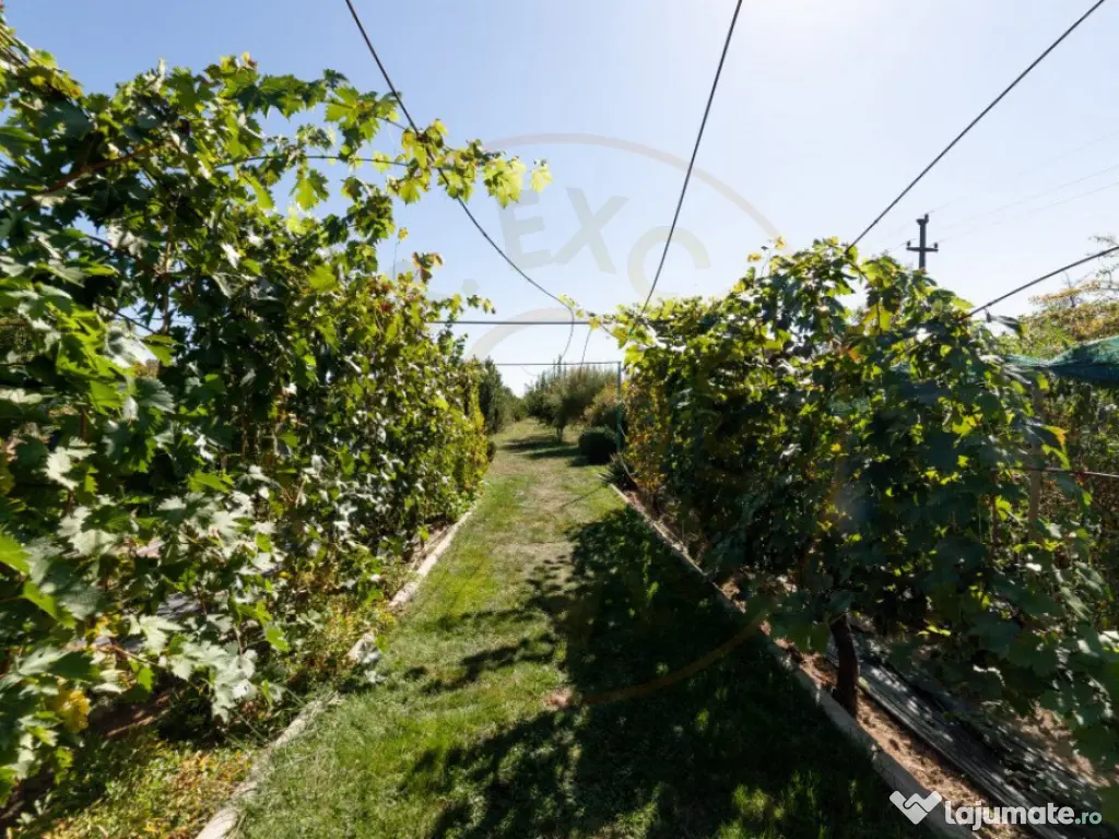 Casa visurilor cu livada roditoare si gradina amenajata Darm 