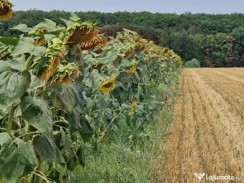 DE VANZARE Teren agricol 4500mp Moara Vlasiei