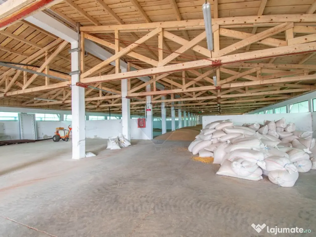 Ferma moderna de porci de vanzare in Curtuiusu Dejului 