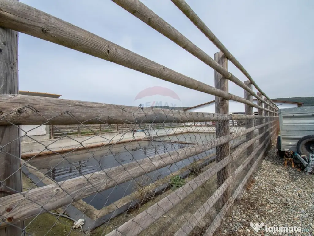 Ferma moderna de porci de vanzare in Curtuiusu Dejului 