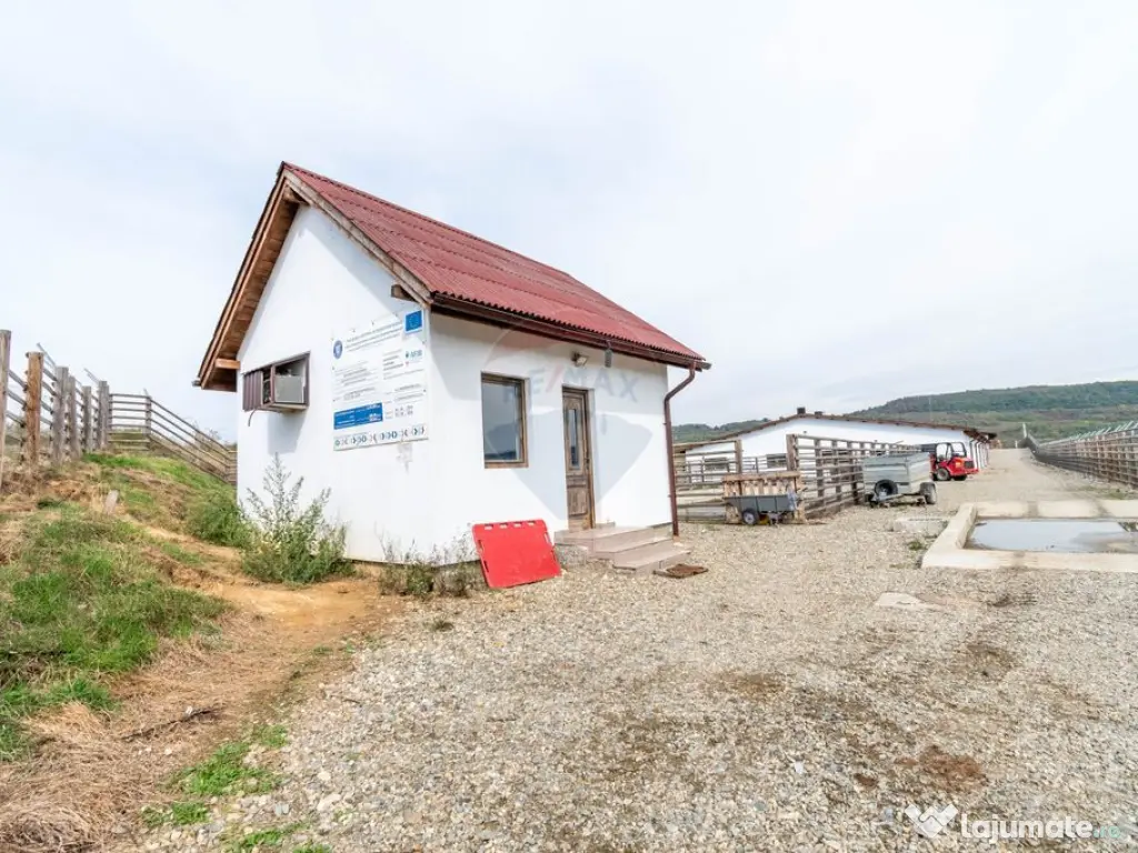 Ferma moderna de porci de vanzare in Curtuiusu Dejului 