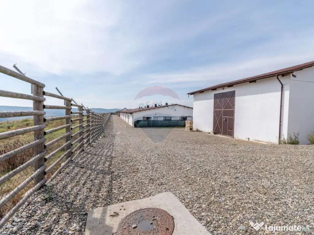 Ferma moderna de porci de vanzare in Curtuiusu Dejului 