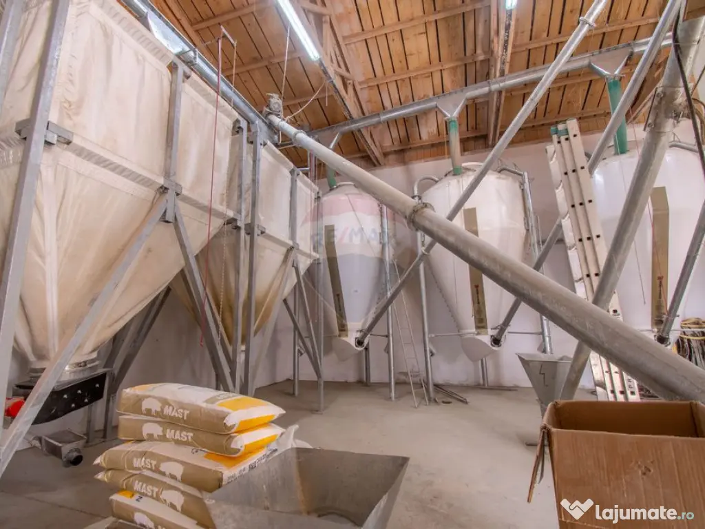 Ferma moderna de porci de vanzare in Curtuiusu Dejului 