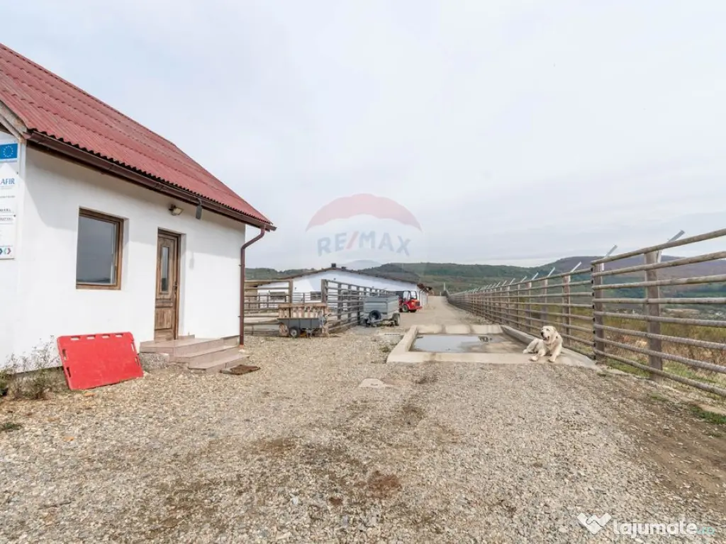 Ferma moderna de porci de vanzare in Curtuiusu Dejului 