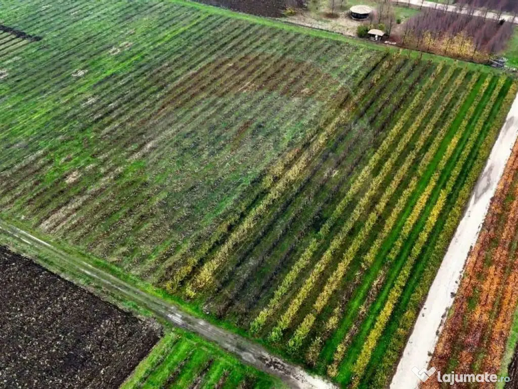 Ferma agro-industrială – 43 ha Adunații Copaceni 