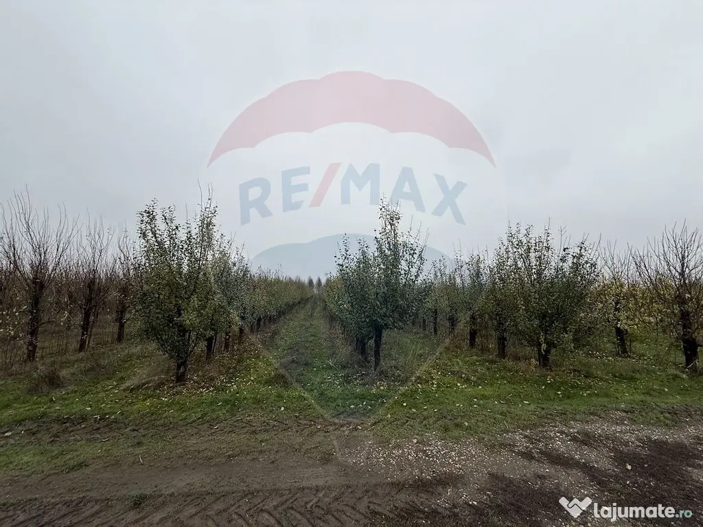 Ferma agro-industrială – 43 ha Adunații Copaceni 