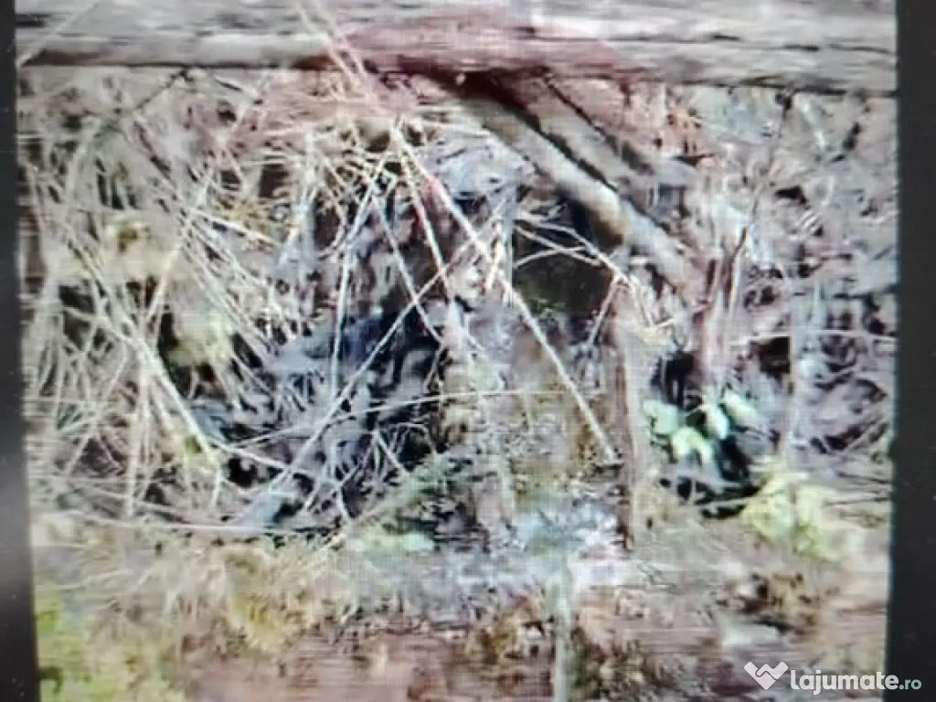 Teren 17,895mp Dorna-Arini / Prelungirea Cozănești 