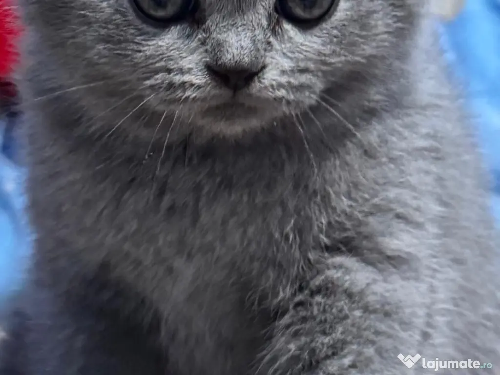 British Shorthair 