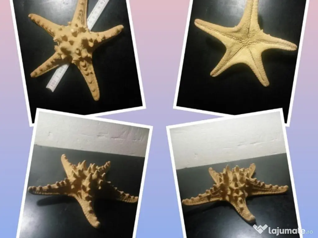 Stea de mare veche fosilizata 