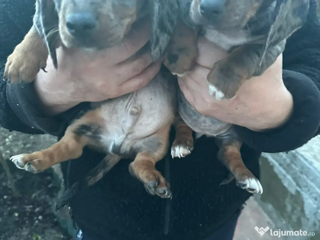 Uscător rufe # brațe # console 