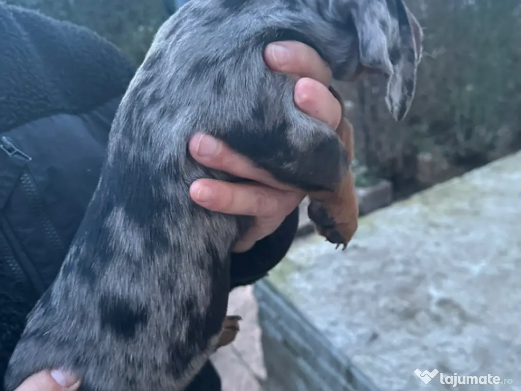 Uscător rufe # brațe # console 