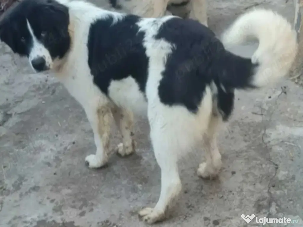 Ciobănesc de  Bucovina 